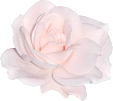 pink_rose static emote