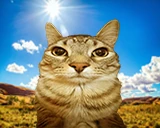 light emote