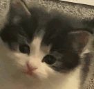 IWILLFINDYOU emote