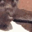 kekwewewe emote
