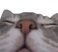 sleepy_cat emote