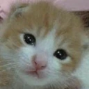 CANYOUFEETHEENCROACHINGURGETOEMBRACEYOURINNERMADNESSTOLETOUTTHED emote