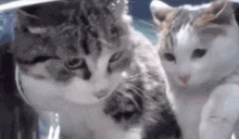 DONTTOUCH emote