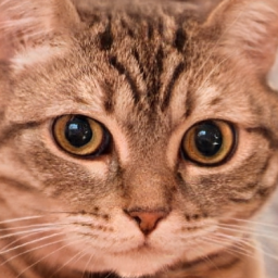 alexmeow4560 avatar