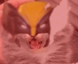 BERSERKERRAGE emote