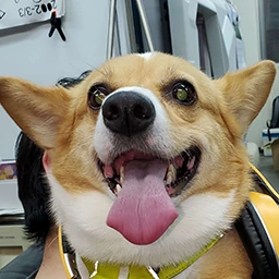 fox_smile emote