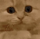 PLEASE emote