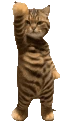 CatTime3 emoji