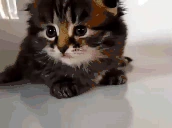 ShowMe emote