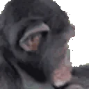 apeJAM emote