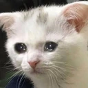 CE_SadStare emote