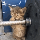 BrorWORKOUT animated emote