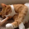 CE_NoseBoop emote