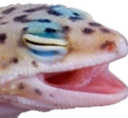 GECKPOG static emote