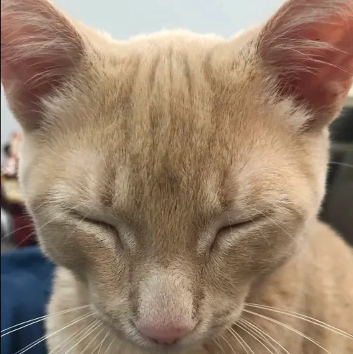 EepyCat emote