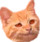 Smug_Cat emote