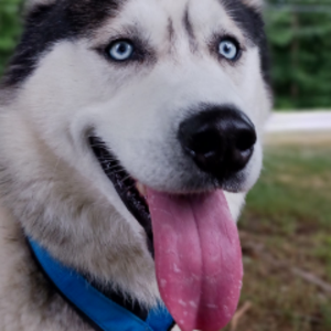 patrickwiththedogs avatar
