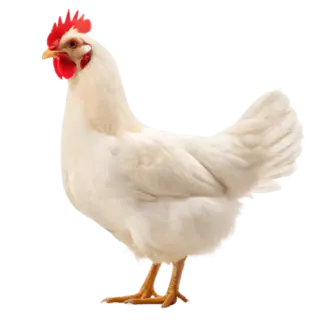 Pollo emote