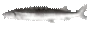 liljoel emote