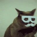 ShakesHeadCat emote
