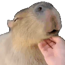 Scratch emote