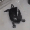 turtleJAM emote