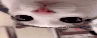 knilp emote