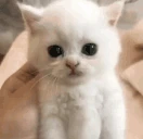 cot emote