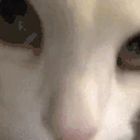 catNODDERS emote