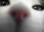 bwo static emote