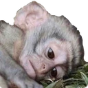 Sad_Monke emote