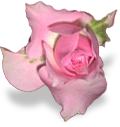 flower_pink_rose emote