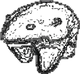 transparentbear emote