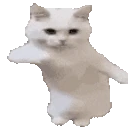 CatTime emote