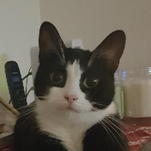 niviuz avatar