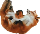 fox_play_dead emote