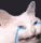 Alanscot emote