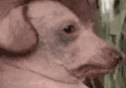 creatureSayMyName emote