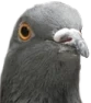 Pigeon emote