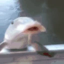 catfishPUNCH emote