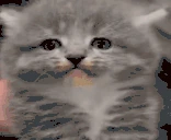 madcat emote