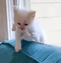 catRage emote