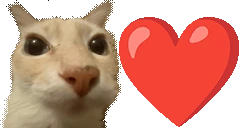 patipami emote