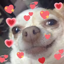 Dog_Feeling_Loved emote