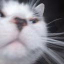 cat_deepseacreature emote