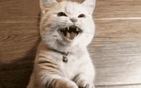 catGetAttention emote