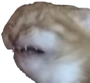 disgustcat emote