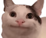 ollie_the_polite_cat emote