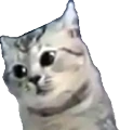 excusemewtf emote