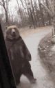 bear emoji